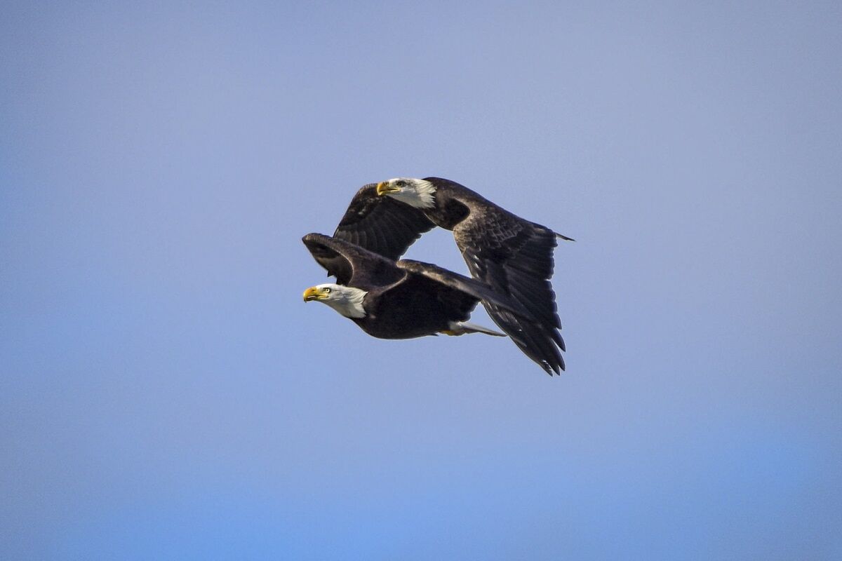 double eagle
